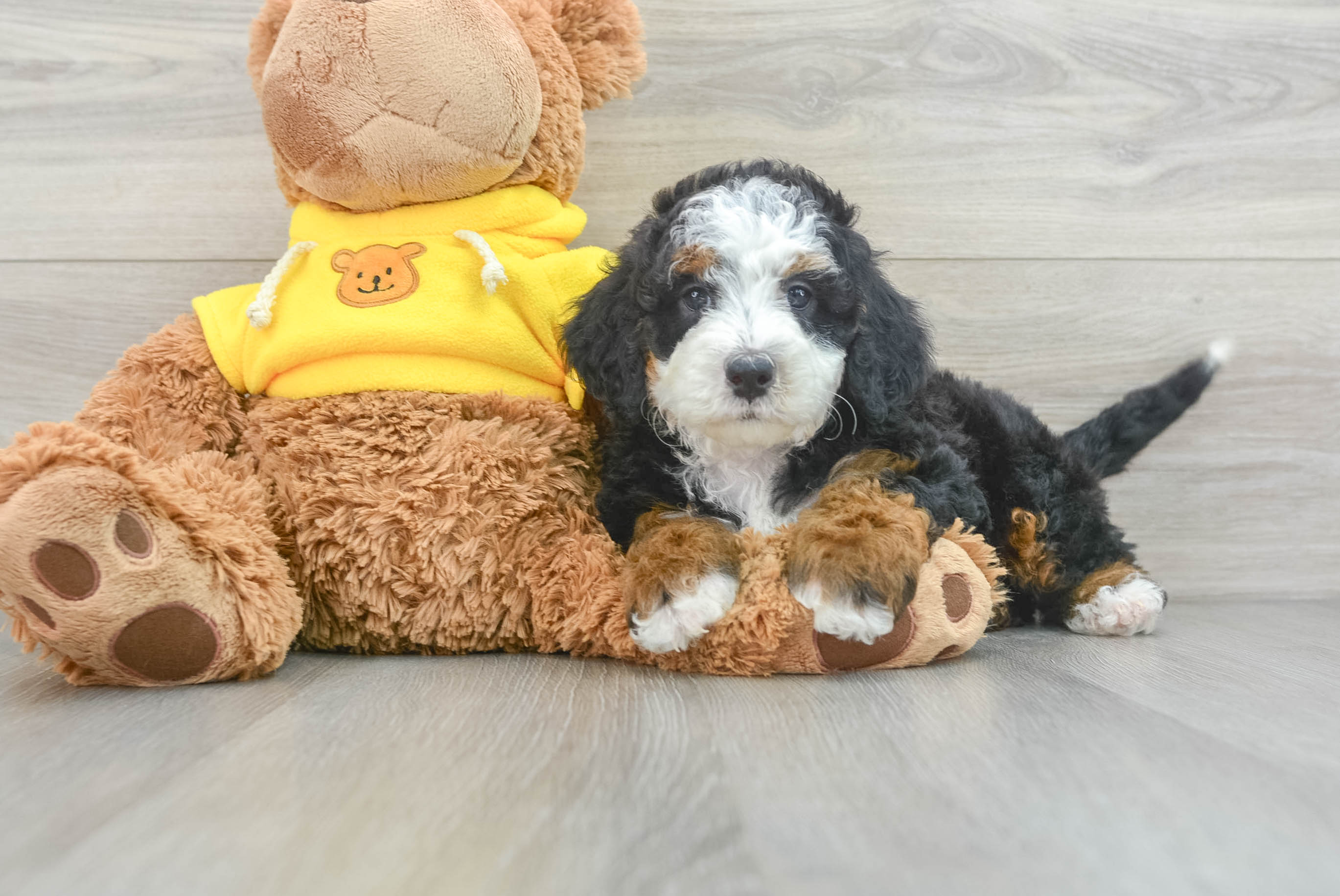 Mini Bernedoodle Pup Being Cute