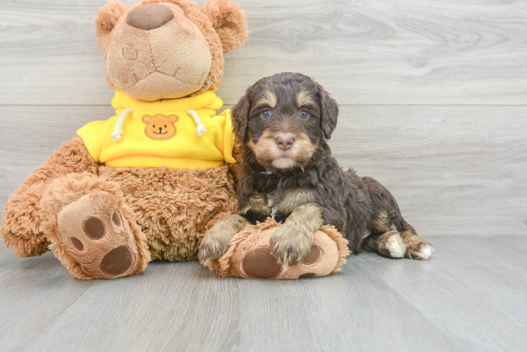 Meet Octavius - our Mini Bernedoodle Puppy Photo 1/3 - Puppy Love PR Smart Mini Bernedoodle Poodle Mix Pup