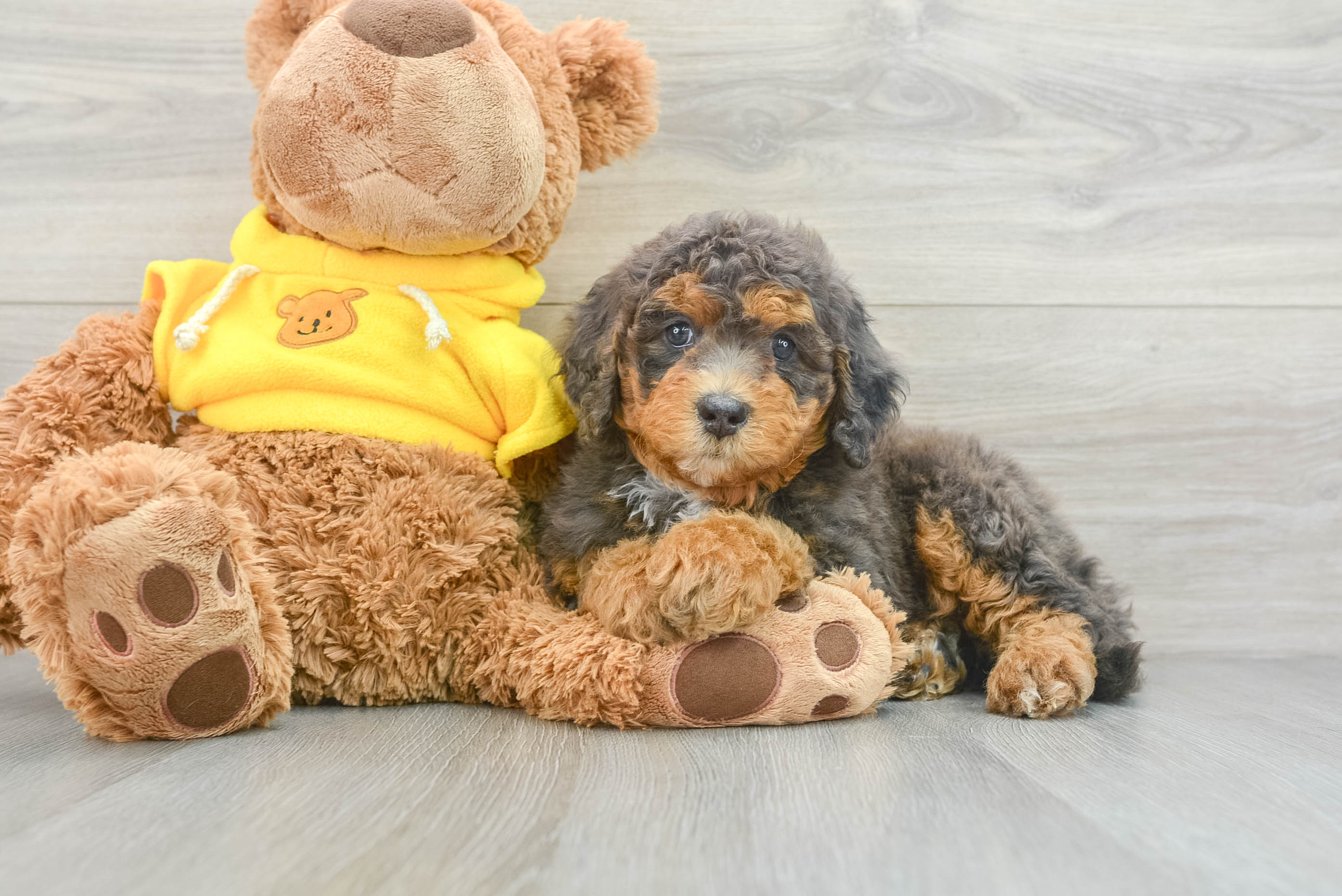 Fluffy Mini Bernedoodle Poodle Mix Pup
