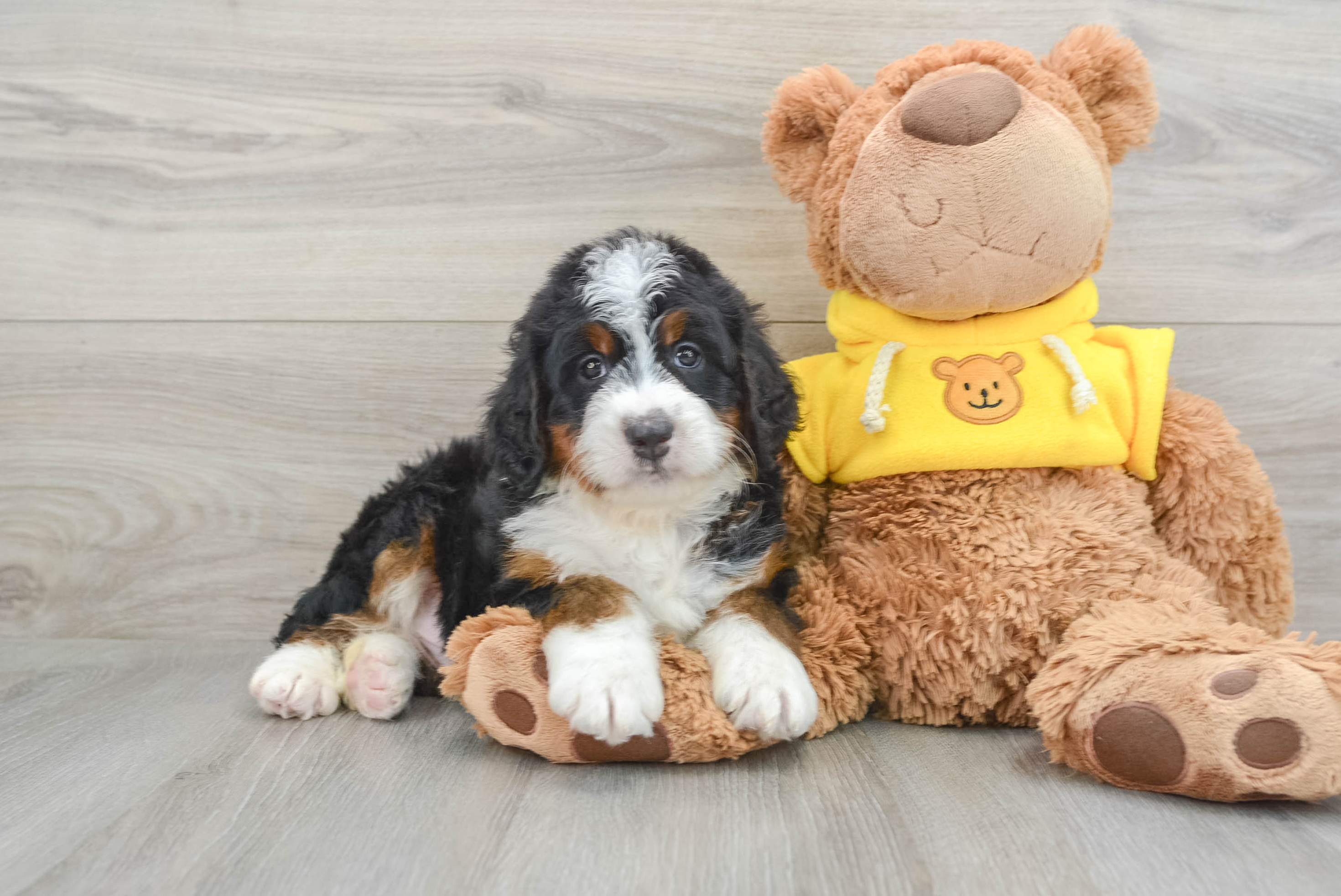 Mini Bernedoodle Octavius: 7lb 4oz Doodle Puppy