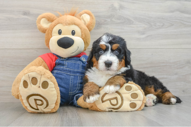 Mini Bernedoodle Pup Being Cute