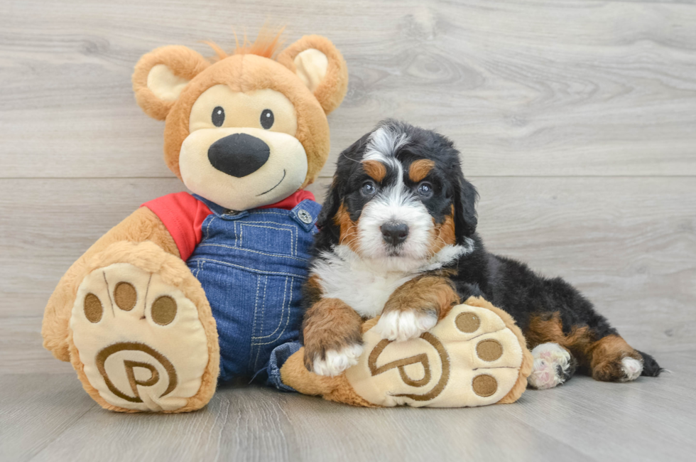 5 week old Mini Bernedoodle Puppy For Sale - Puppy Love PR