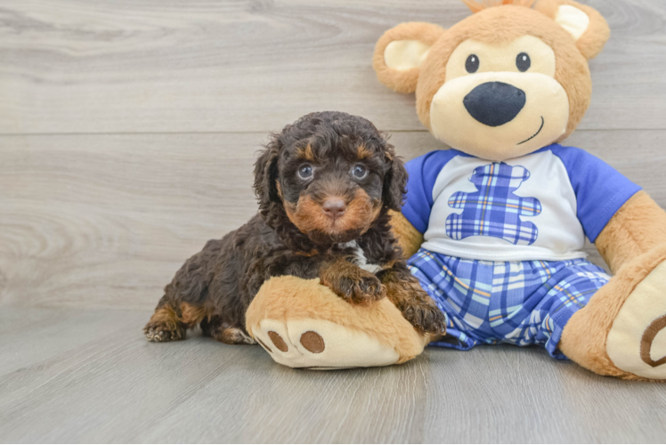 Energetic Mini Bernesedoodle Poodle Mix Puppy