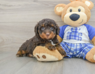 8 week old Mini Bernedoodle Puppy For Sale - Puppy Love PR