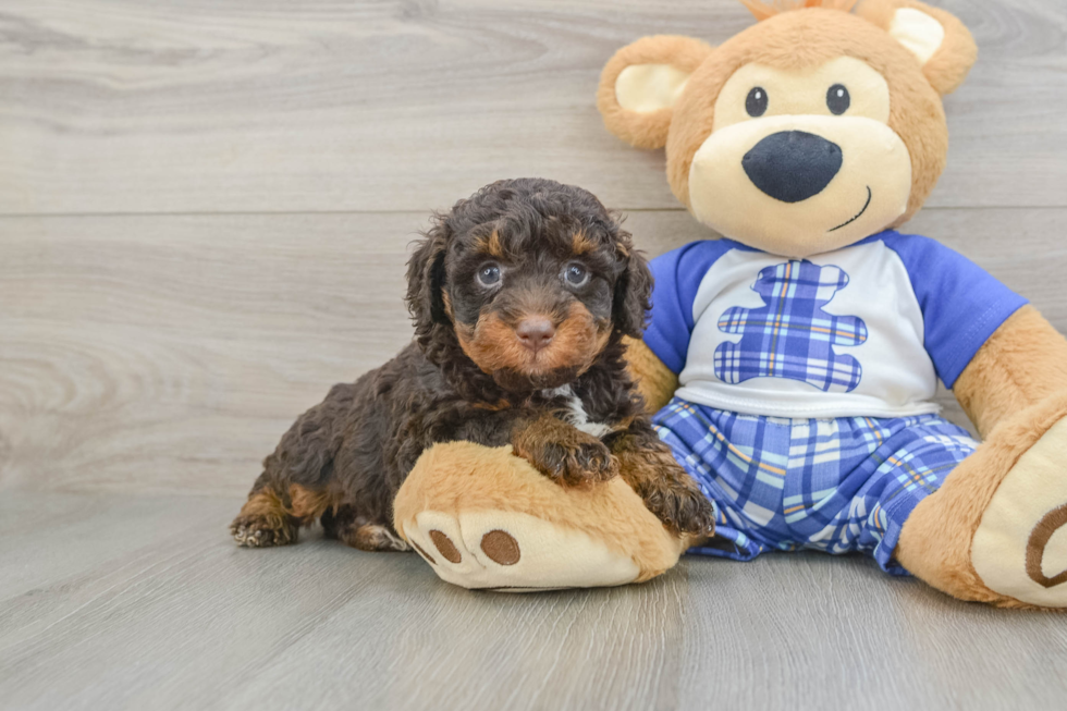 Energetic Mini Bernesedoodle Poodle Mix Puppy