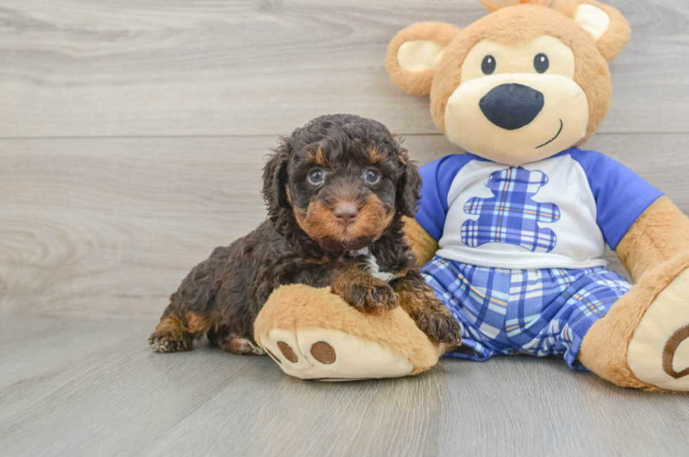 6 week old Mini Bernedoodle Puppy For Sale - Puppy Love PR