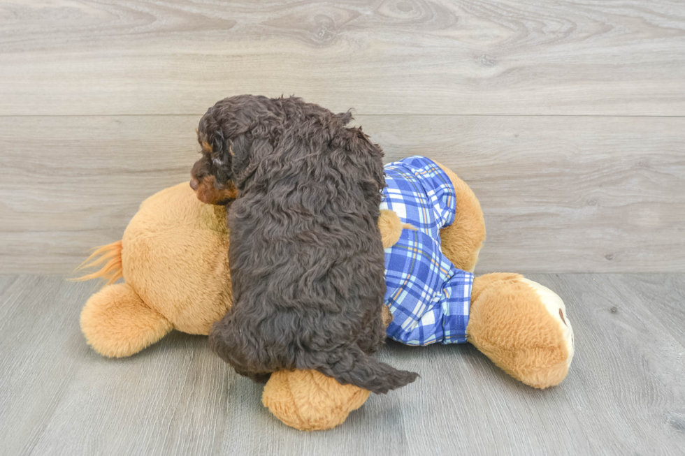 Best Mini Bernedoodle Baby