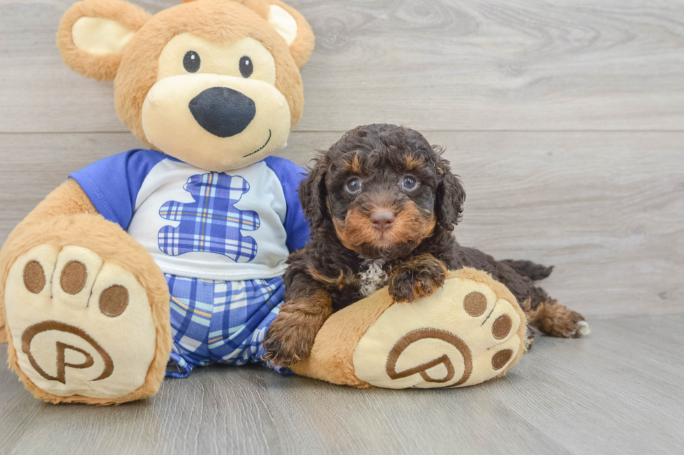 Hypoallergenic Mini Bernadoodle Poodle Mix Puppy