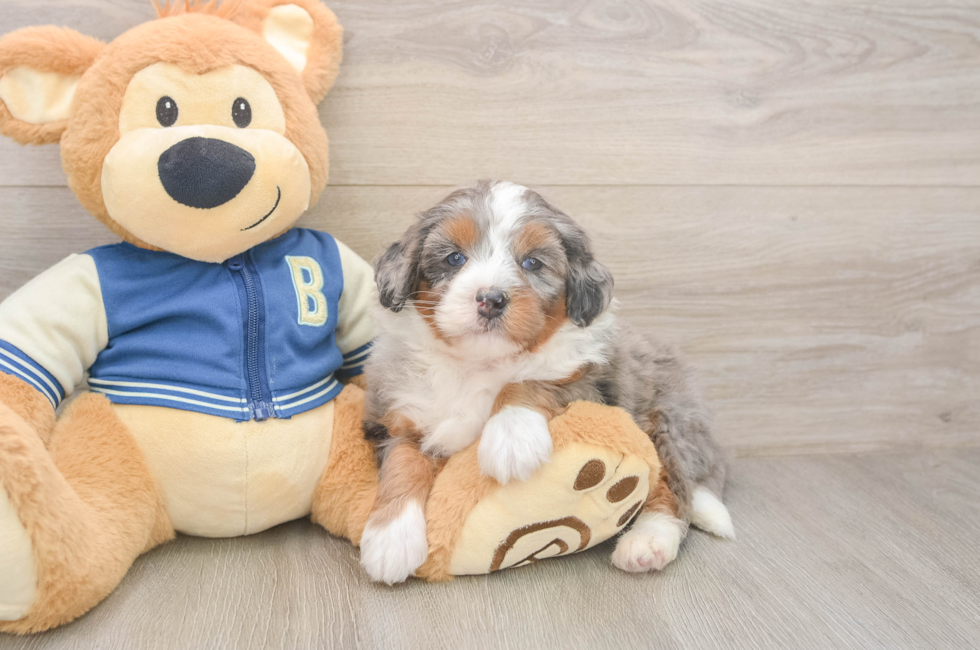 5 week old Mini Bernedoodle Puppy For Sale - Puppy Love PR