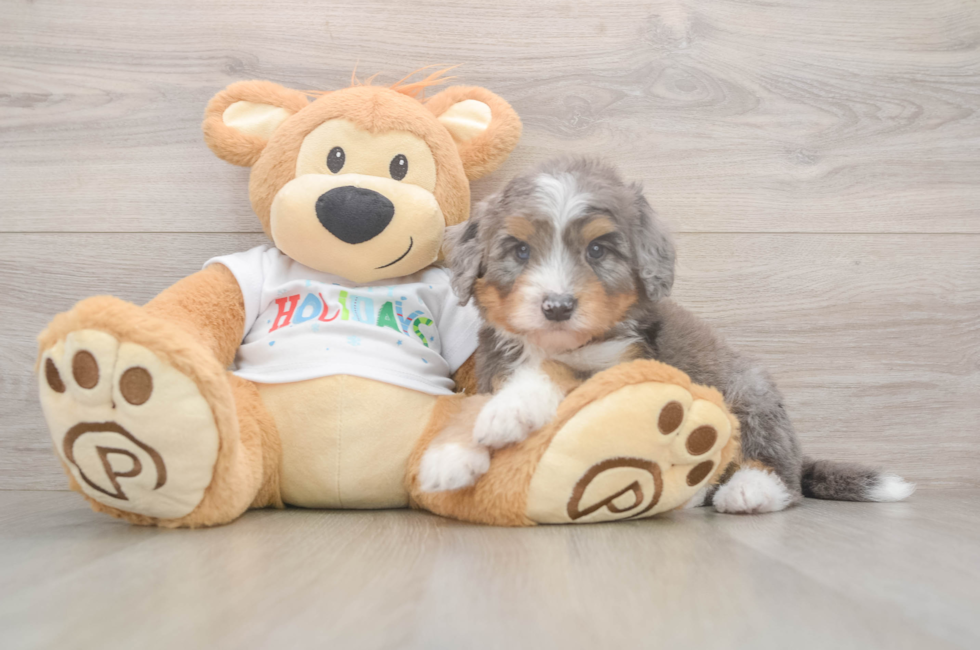 6 week old Mini Bernedoodle Puppy For Sale - Puppy Love PR