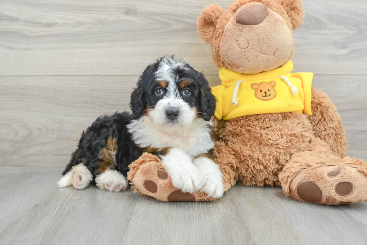 Best Mini Bernedoodle Baby