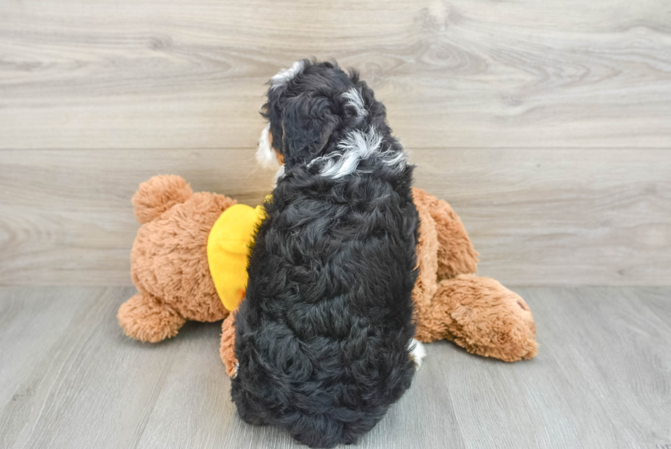 Mini Bernedoodle Pup Being Cute