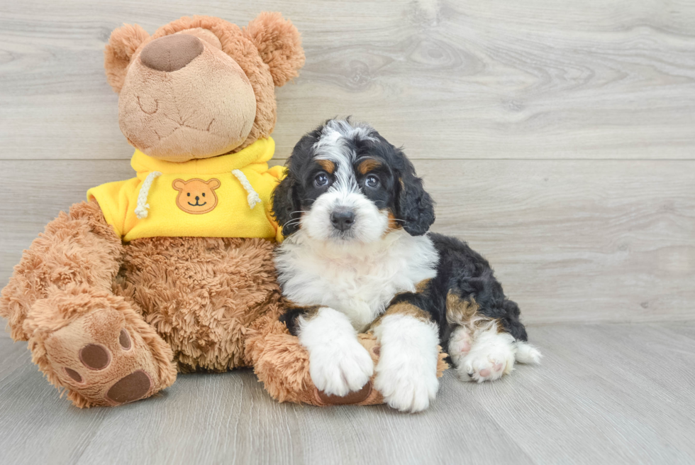Funny Mini Bernedoodle Poodle Mix Pup