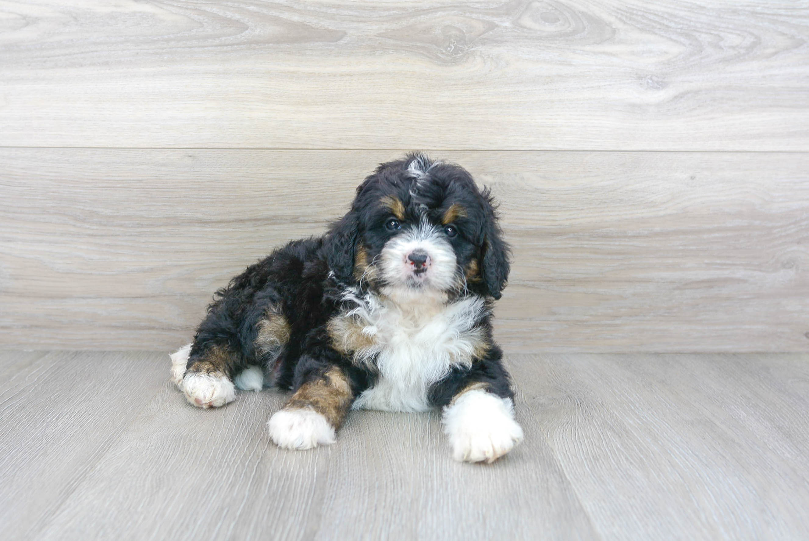 Mini bernedoodle 2024 for adoption