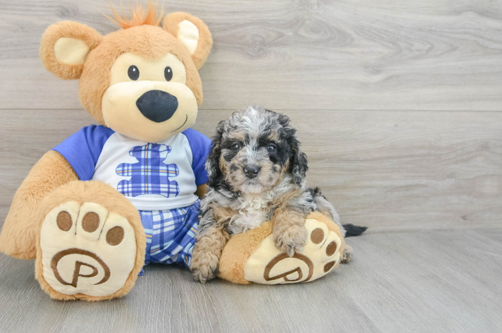 7 week old Mini Bernedoodle Puppy For Sale - Puppy Love PR