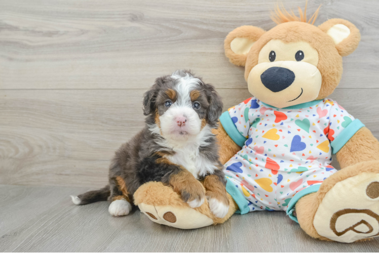 Meet Oshea - our Mini Bernedoodle Puppy Photo 1/3 - Puppy Love PR Friendly Mini Bernedoodle Baby