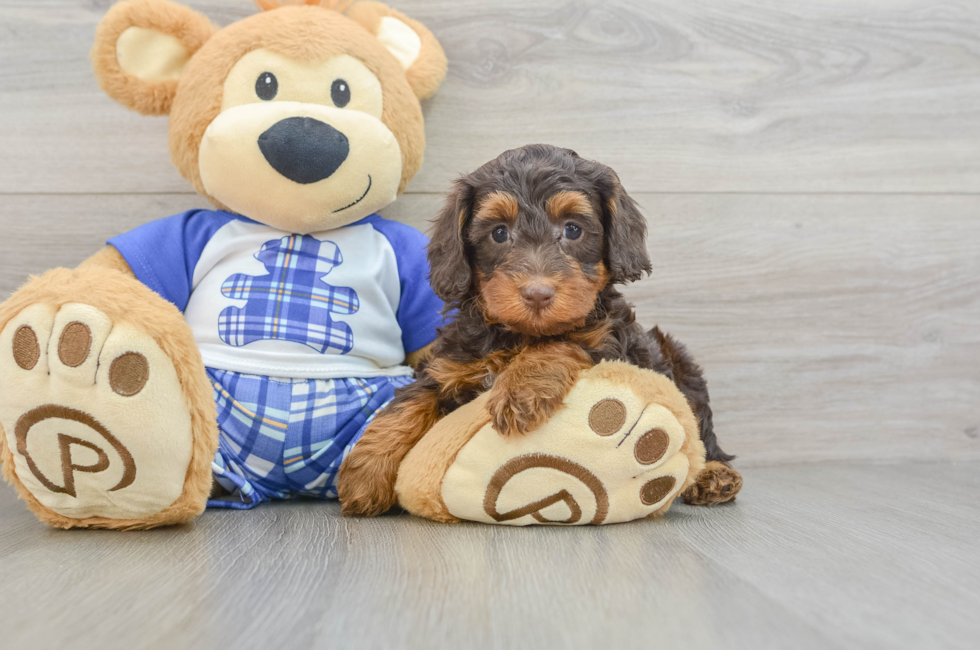 6 week old Mini Bernedoodle Puppy For Sale - Puppy Love PR