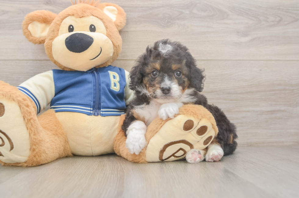5 week old Mini Bernedoodle Puppy For Sale - Puppy Love PR