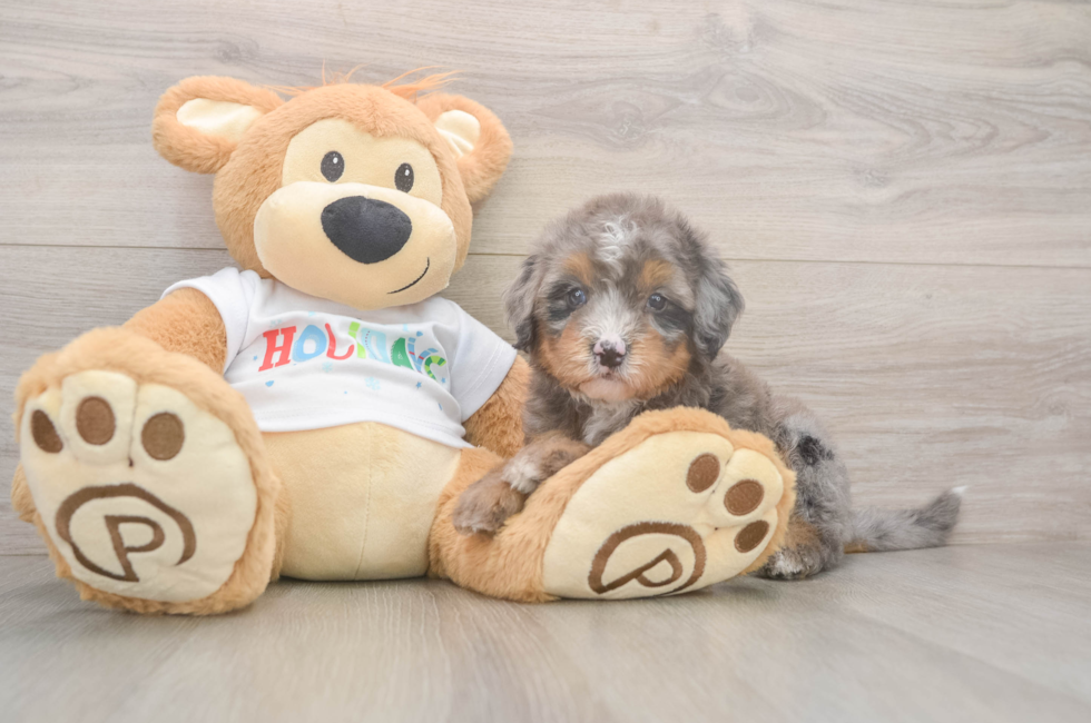 6 week old Mini Bernedoodle Puppy For Sale - Puppy Love PR