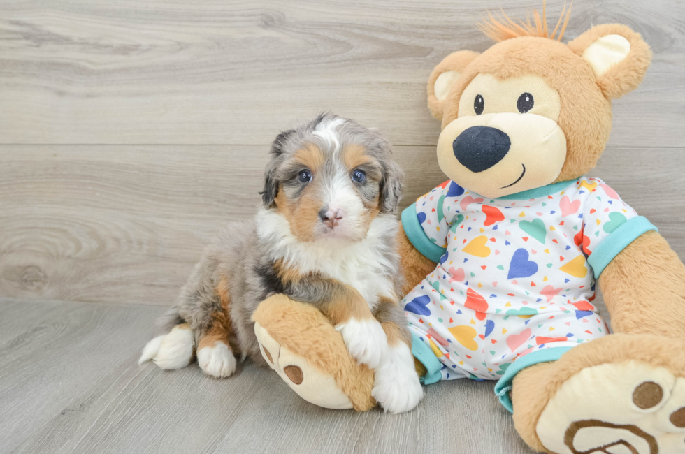 7 week old Mini Bernedoodle Puppy For Sale - Puppy Love PR