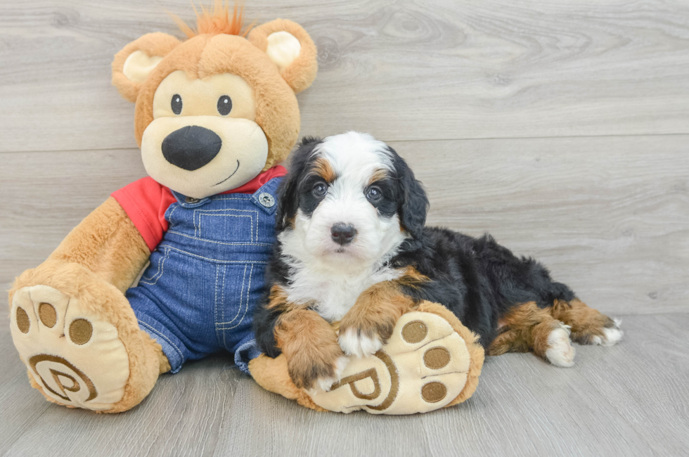 6 week old Mini Bernedoodle Puppy For Sale - Puppy Love PR