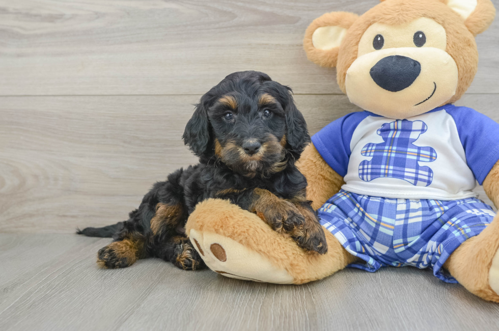 6 week old Mini Bernedoodle Puppy For Sale - Puppy Love PR