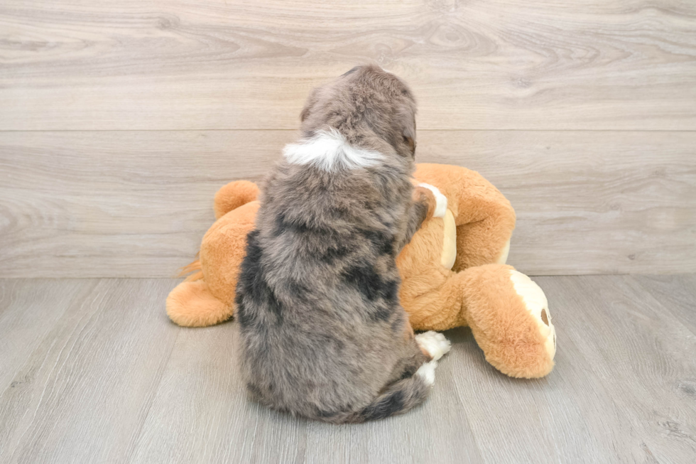 Best Mini Bernedoodle Baby