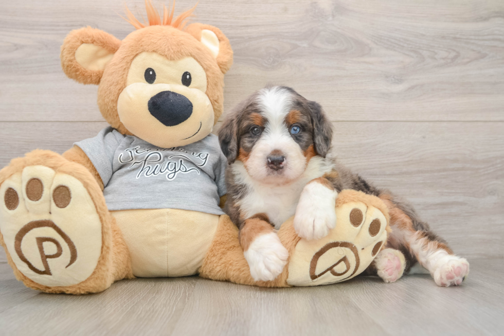 Best Mini Bernedoodle Baby