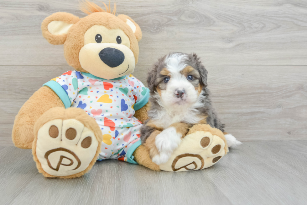 Hypoallergenic Bernadoodle Poodle Mix Puppy