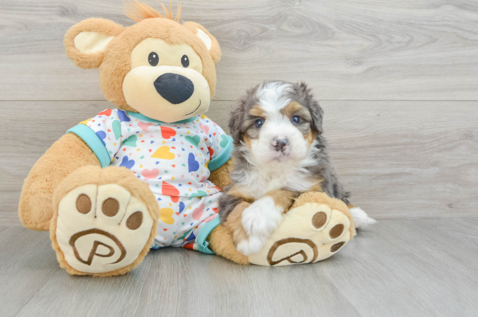 7 week old Mini Bernedoodle Puppy For Sale - Puppy Love PR