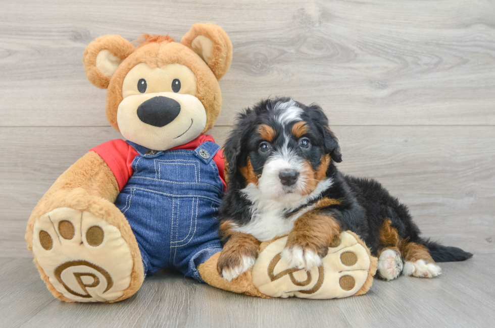 6 week old Mini Bernedoodle Puppy For Sale - Puppy Love PR