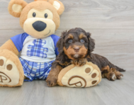 8 week old Mini Bernedoodle Puppy For Sale - Puppy Love PR