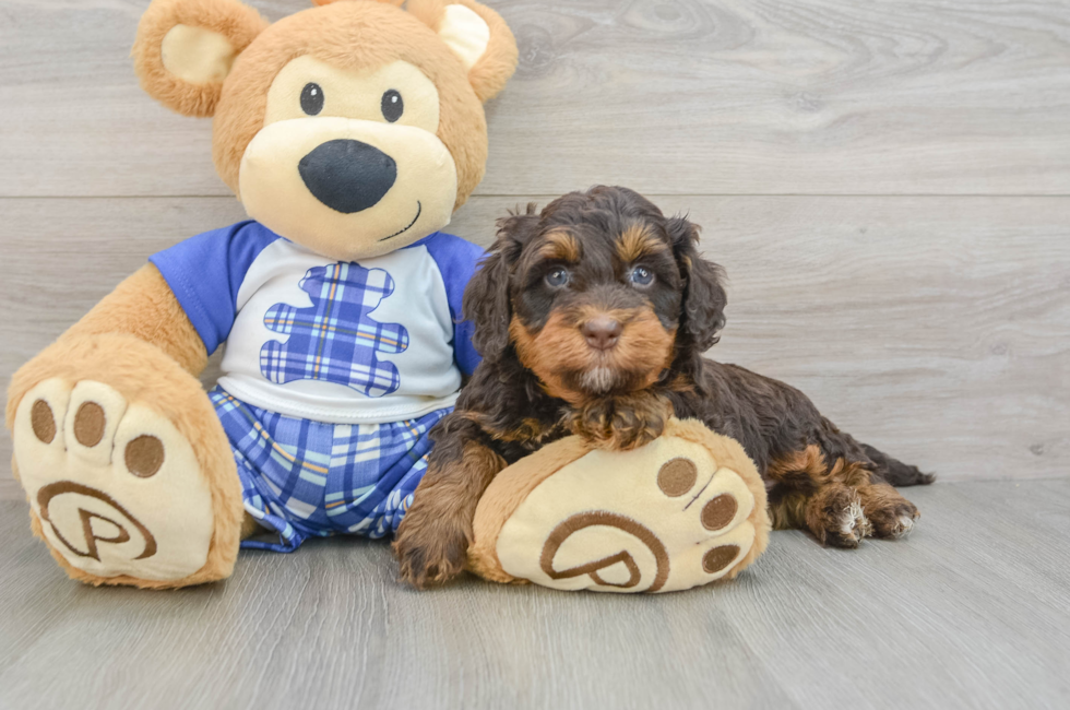 6 week old Mini Bernedoodle Puppy For Sale - Puppy Love PR