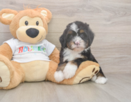 8 week old Mini Bernedoodle Puppy For Sale - Puppy Love PR