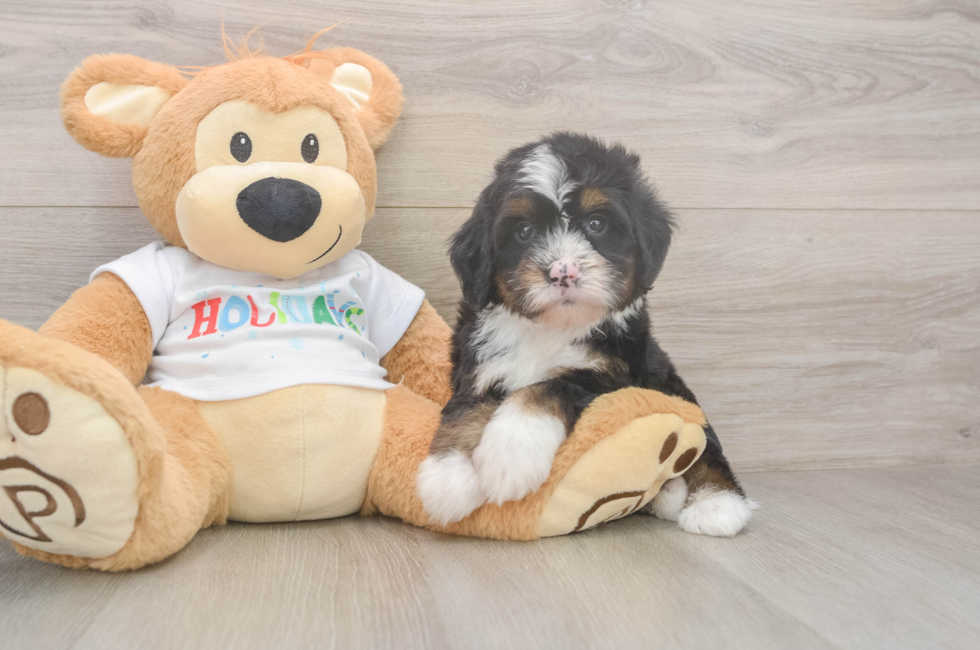 6 week old Mini Bernedoodle Puppy For Sale - Puppy Love PR
