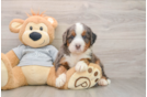 Happy Mini Bernedoodle Baby