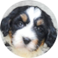 Mini Bernedoodle Puppy For Sale - Puppy Love PR