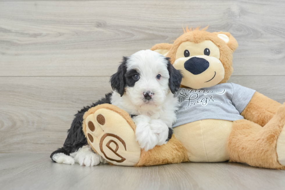 Mini Bernedoodle Puppy for Adoption