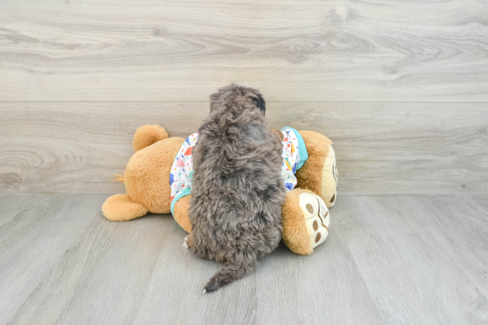 Best Mini Bernedoodle Baby