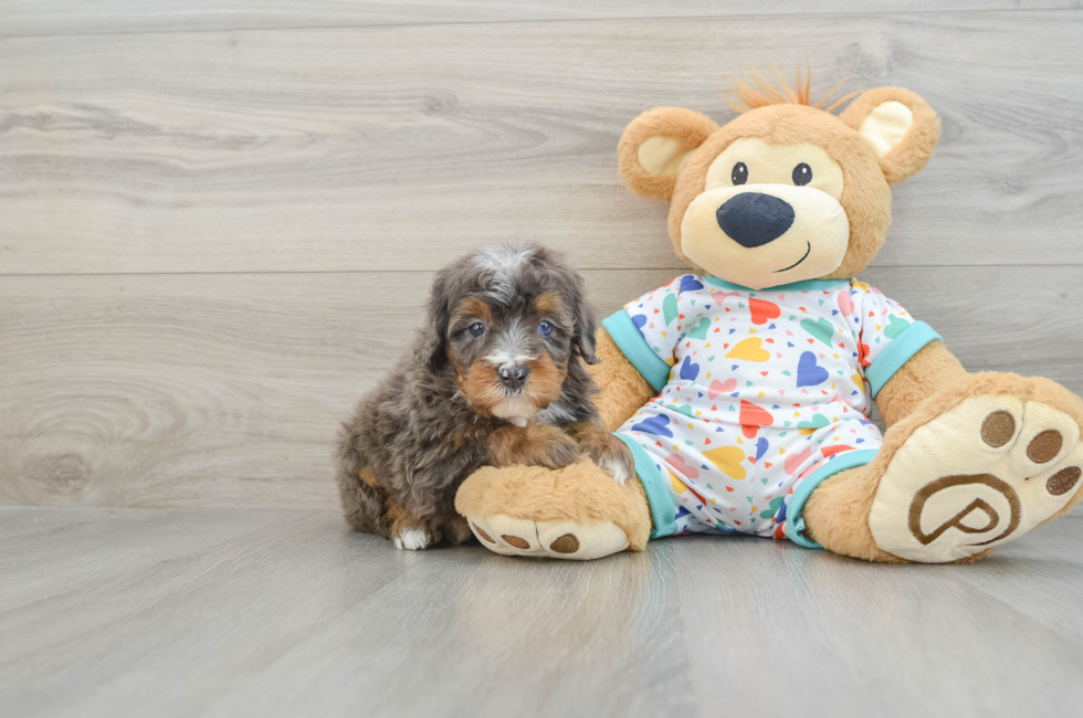 6 week old Mini Bernedoodle Puppy For Sale - Puppy Love PR