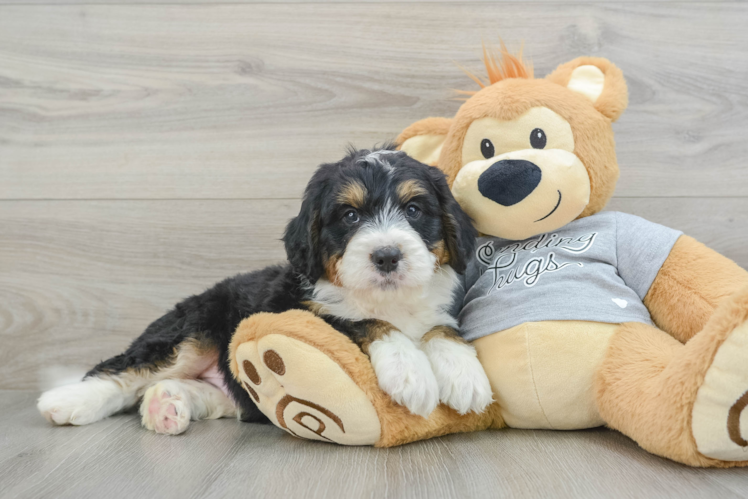 Petite Mini Bernedoodle Poodle Mix Pup