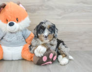 6 week old Mini Bernedoodle Puppy For Sale - Puppy Love PR
