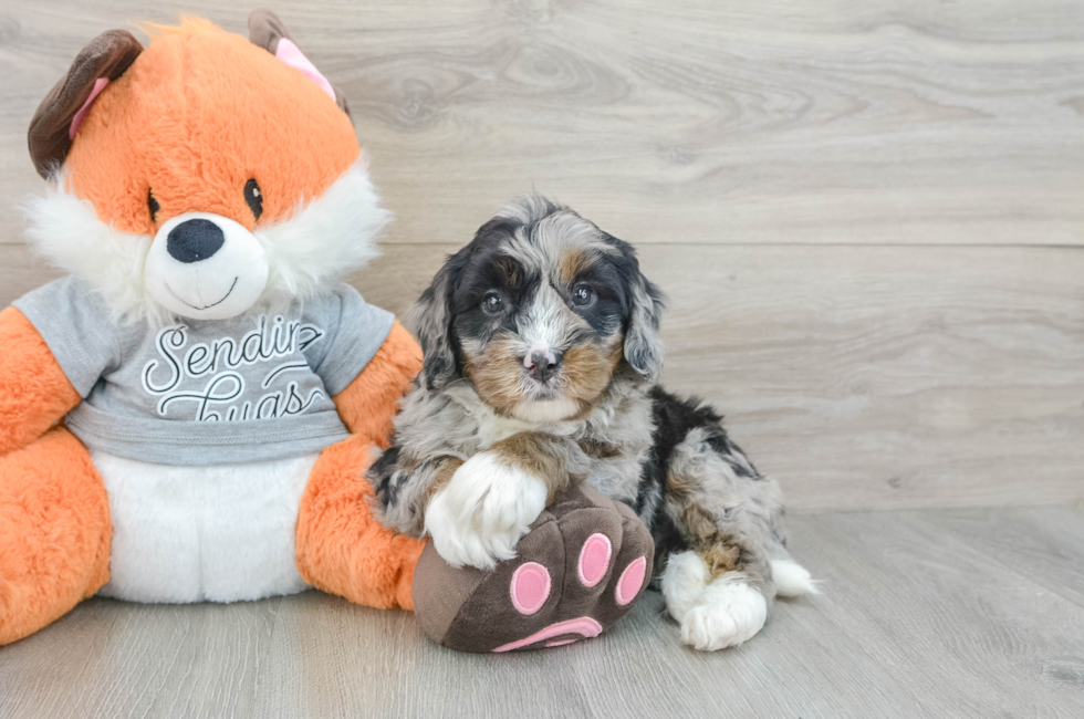 6 week old Mini Bernedoodle Puppy For Sale - Puppy Love PR