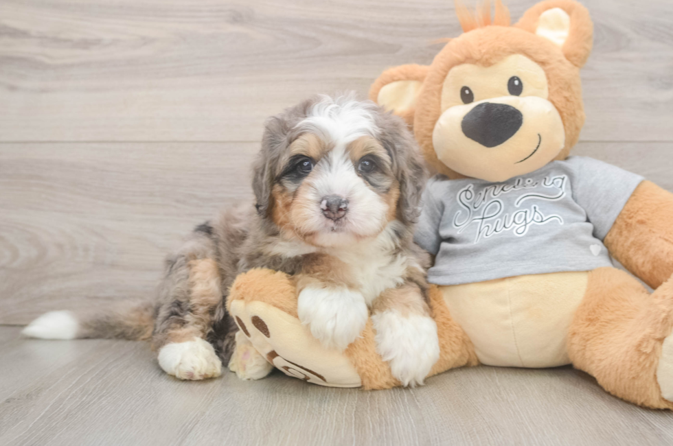 6 week old Mini Bernedoodle Puppy For Sale - Puppy Love PR