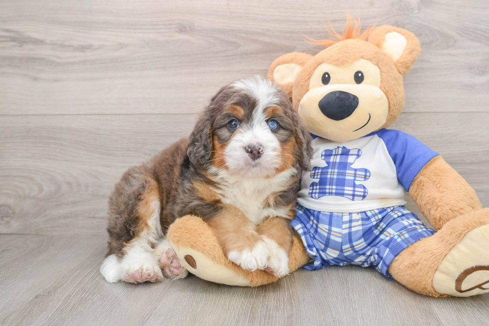 Best Mini Bernedoodle Baby