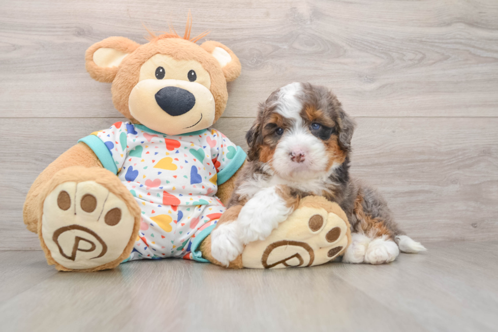 Adorable Mini Bernesedoodle Poodle Mix Puppy