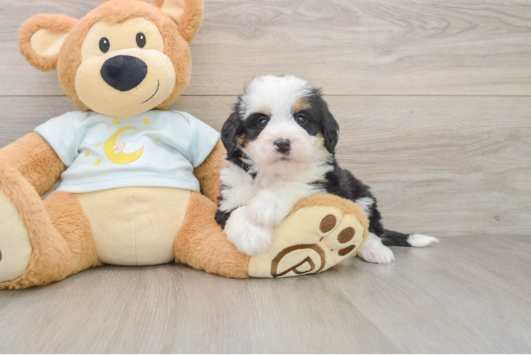 Smart Mini Bernedoodle Poodle Mix Pup