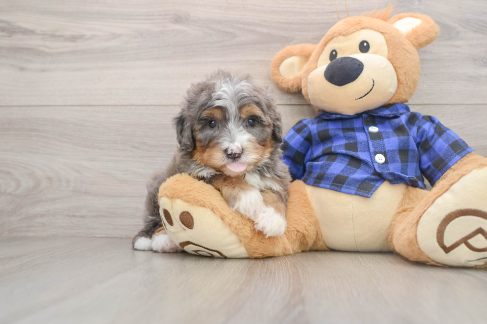 Popular Mini Bernedoodle Poodle Mix Pup