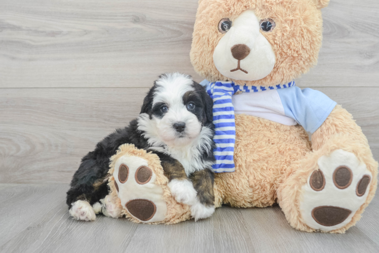 Cute Mini Bernedoodle Baby