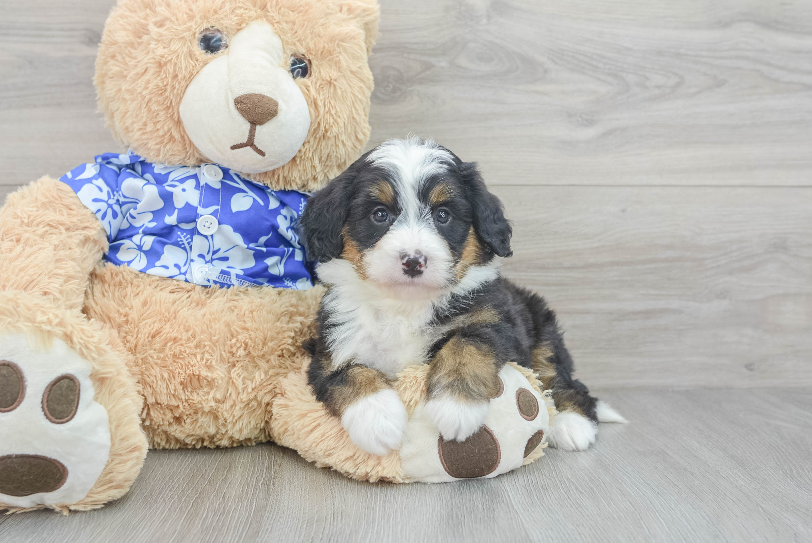 Funny Mini Bernedoodle Poodle Mix Pup